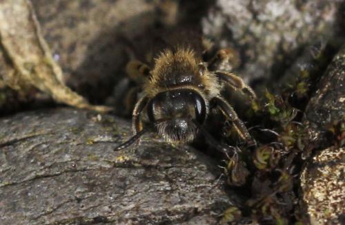 Andrena sp.